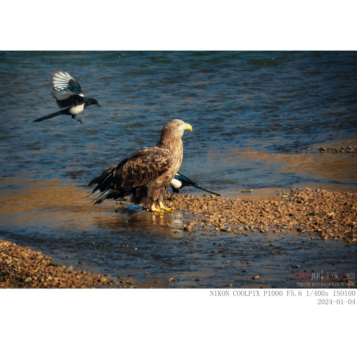 白尾海雕：“喜鹊，你把老大当空气吗？”
