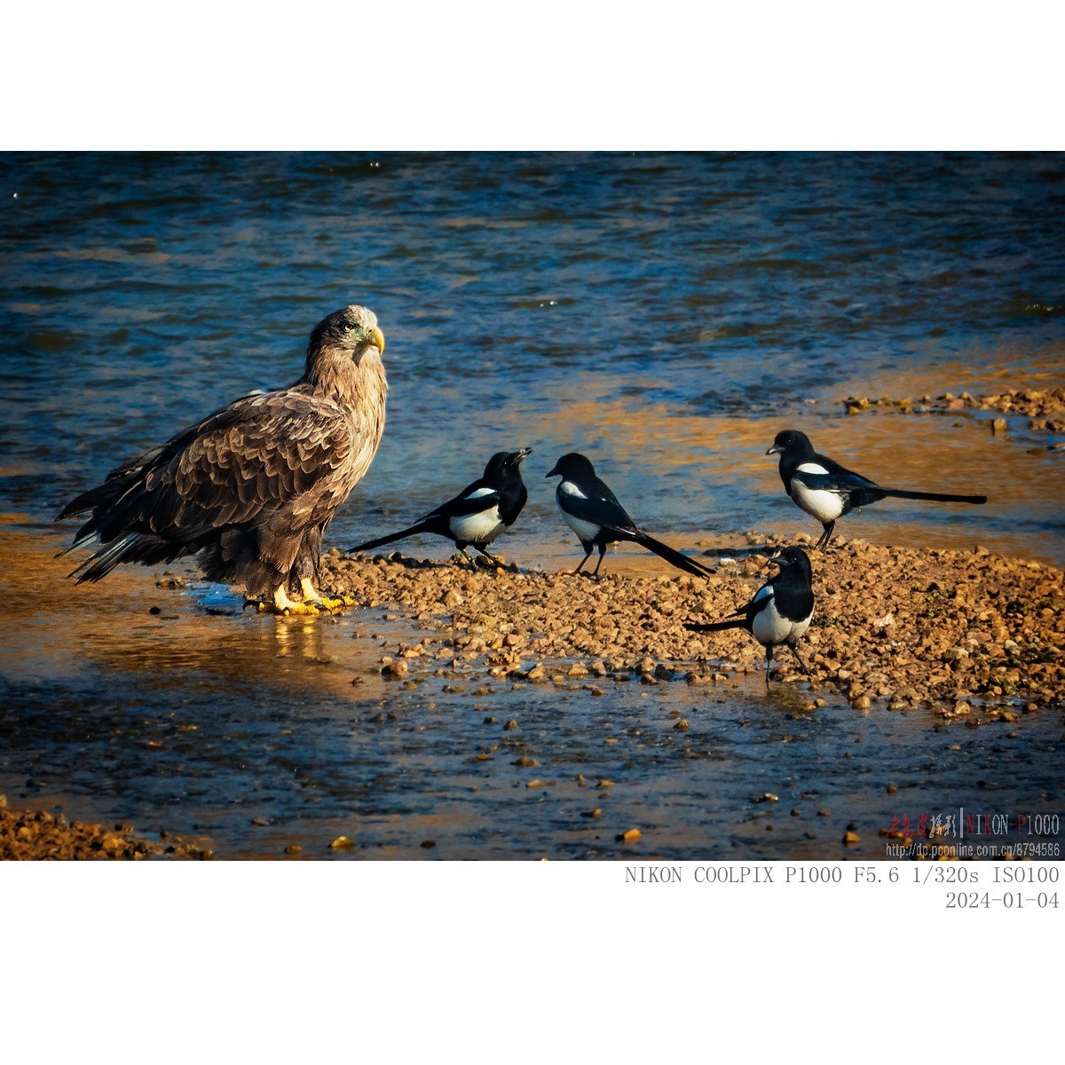 白尾海雕：“喜鹊，你把老大当空气吗？”