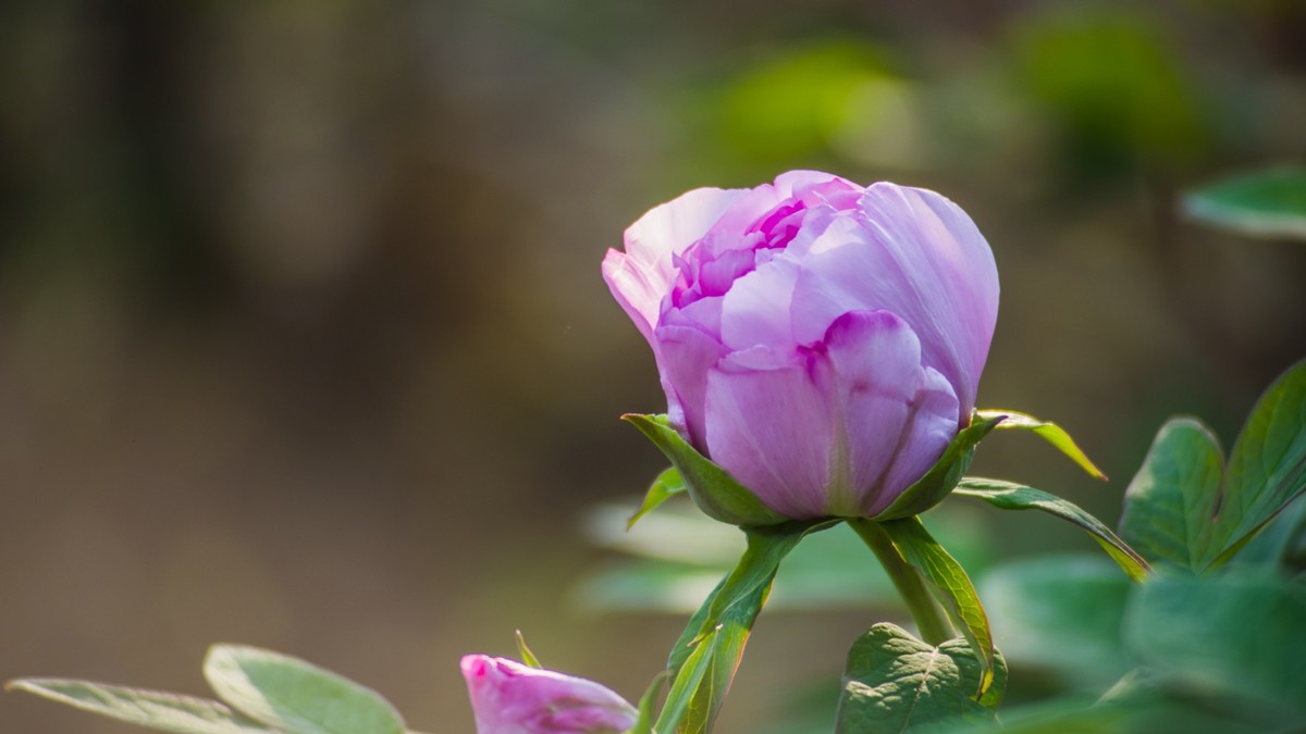 五 月 的 牡 丹 （ 腾龙百搭  SP 60-300镜头）