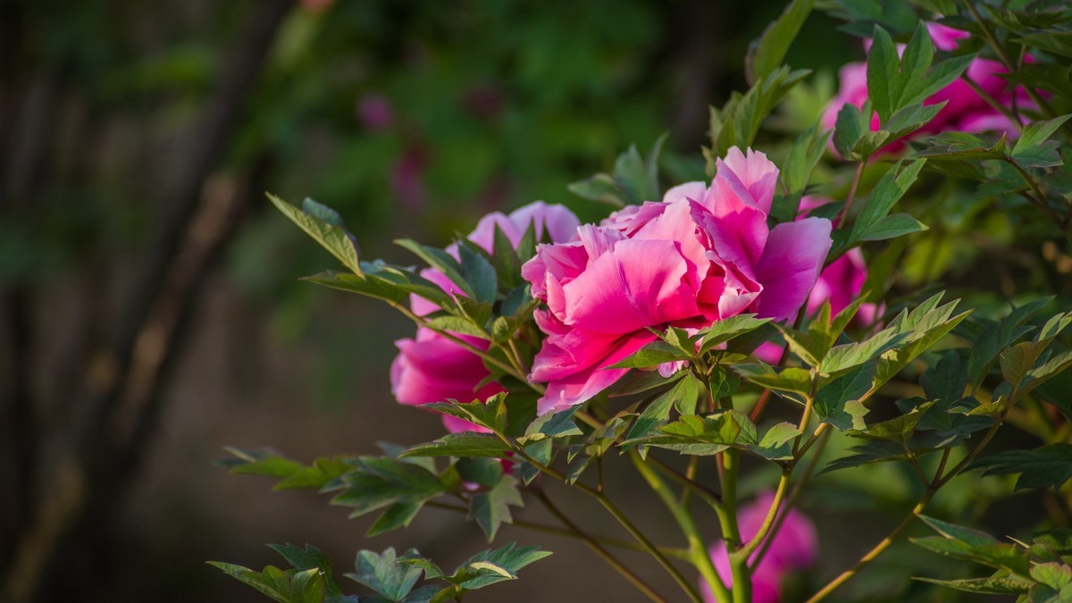 五 月 的 牡 丹 （ 腾龙百搭  SP 60-300镜头）