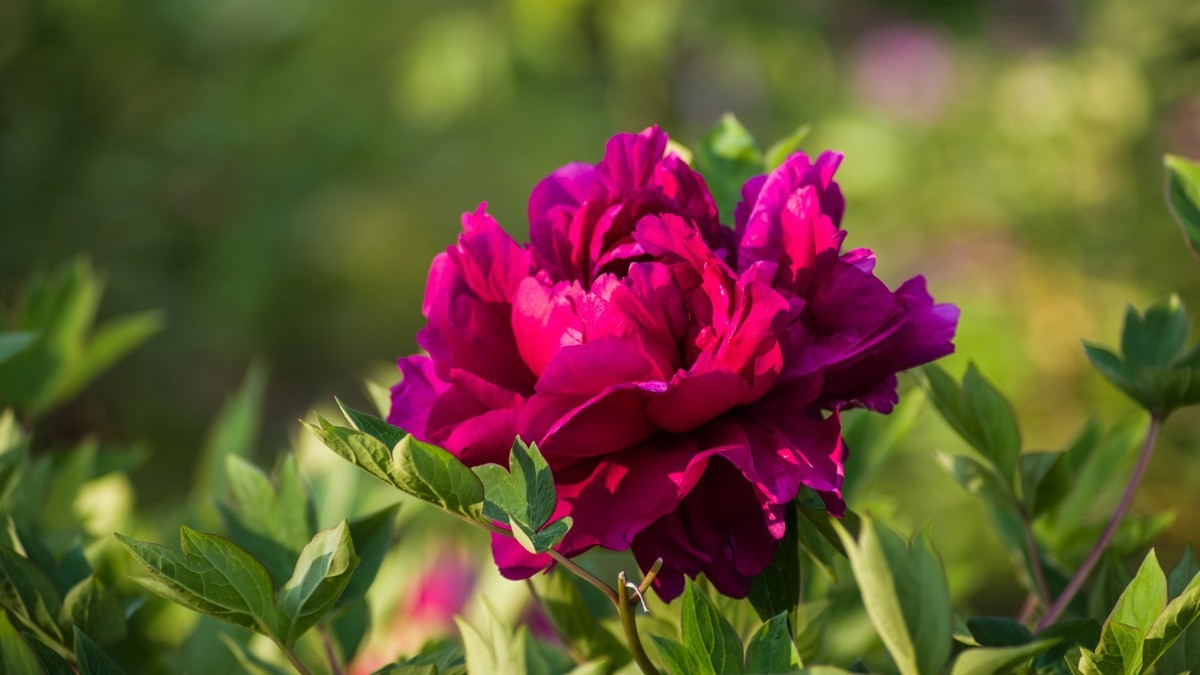 五 月 的 牡 丹 （ 腾龙百搭  SP 60-300镜头）