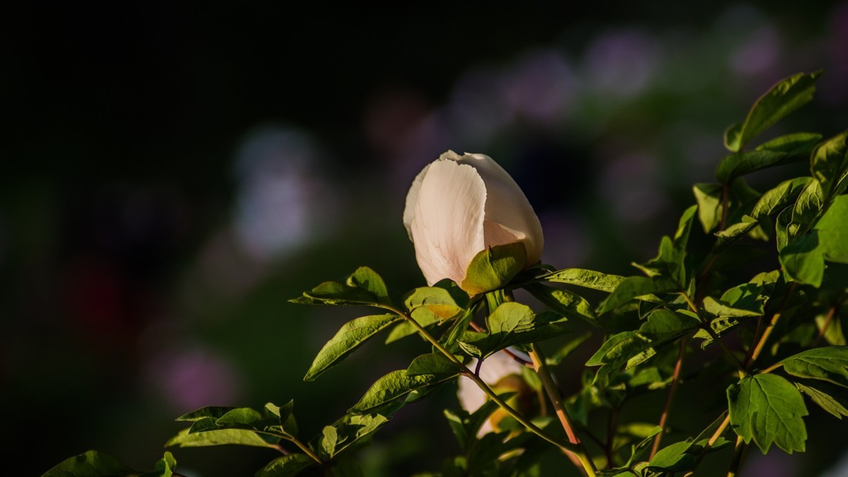 五 月 的 牡 丹 （ 腾龙百搭  SP 60-300镜头）