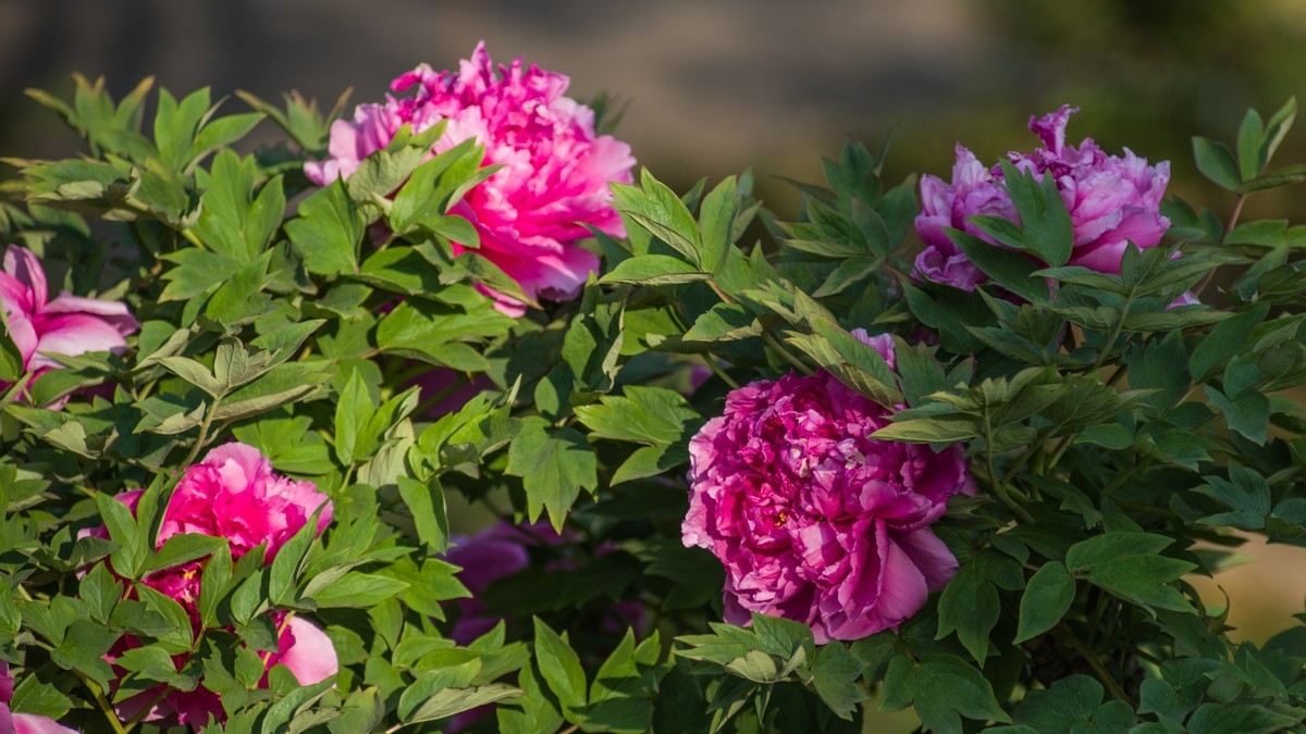 五 月 的 牡 丹 （ 腾龙百搭  SP 60-300镜头）