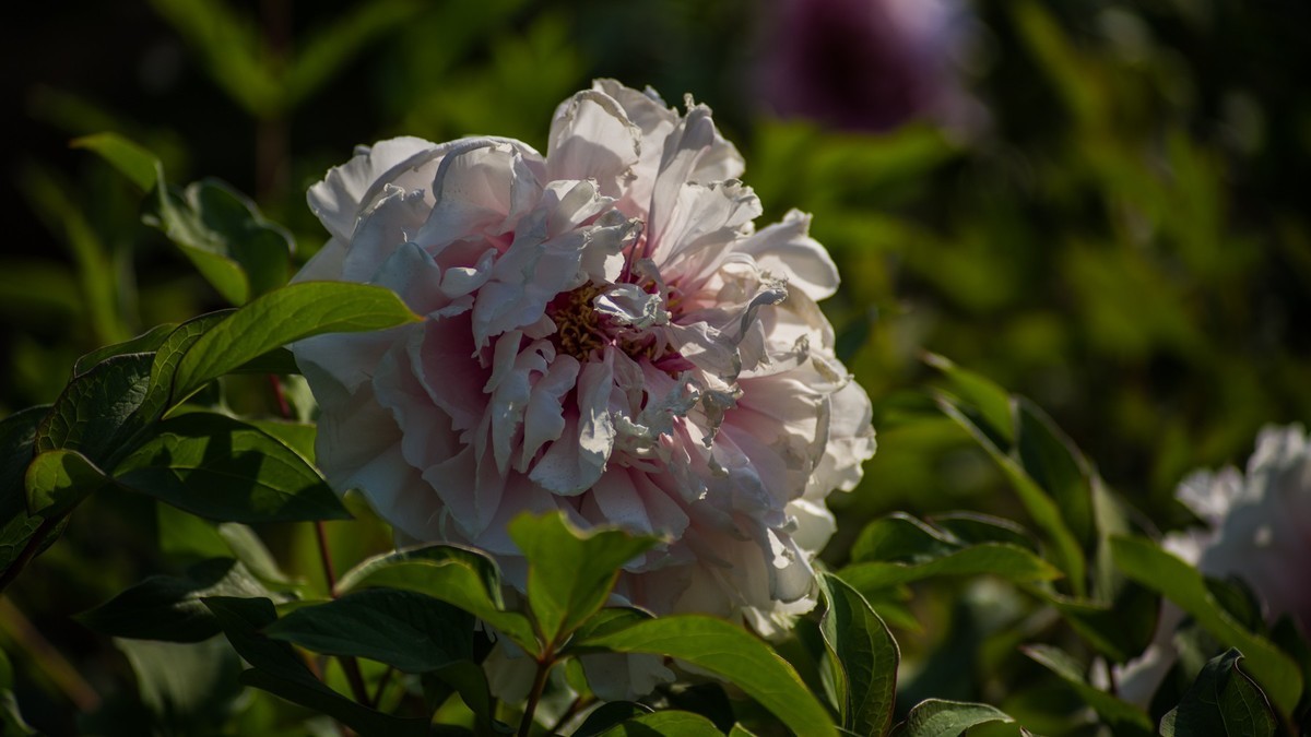 五 月 的 牡 丹 （ 腾龙百搭  SP 60-300镜头）