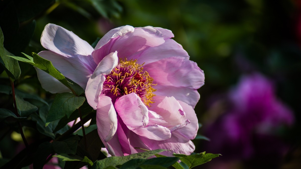 五 月 的 牡 丹 （ 腾龙百搭  SP 60-300镜头）