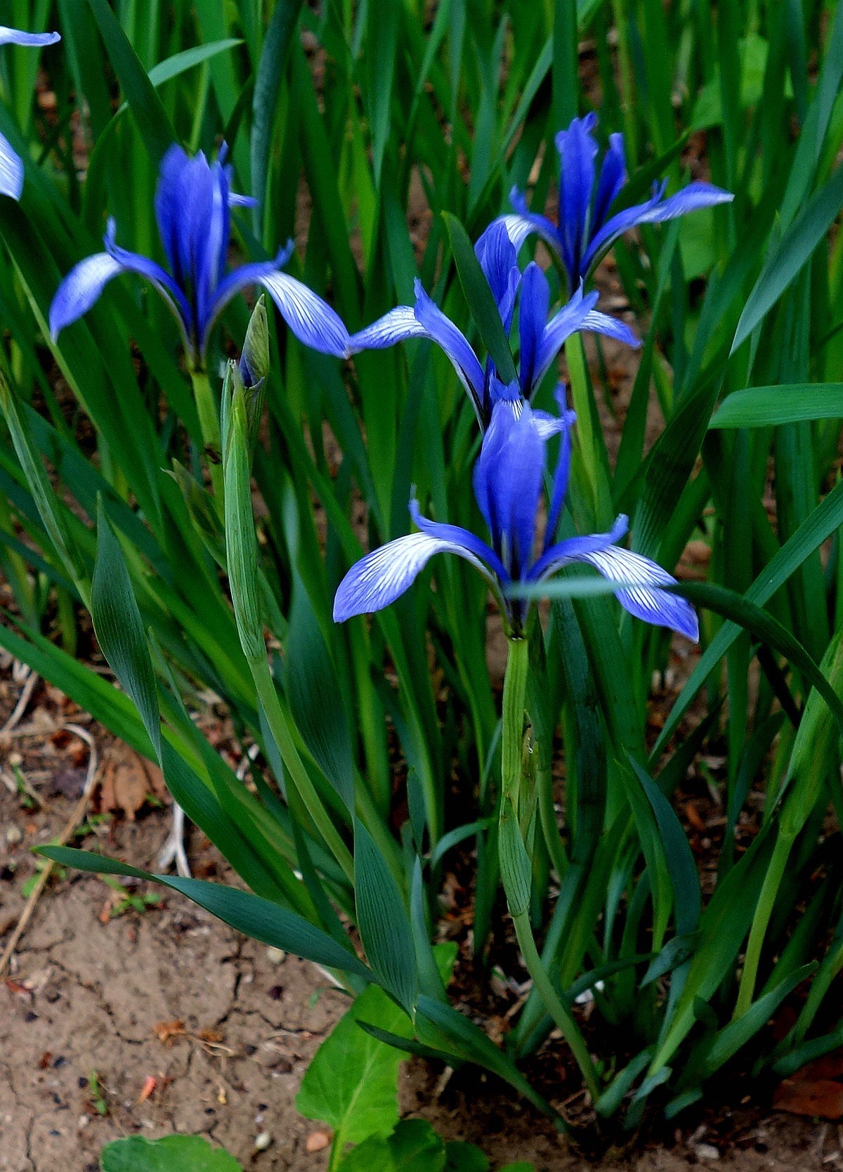 夏天随拍小花儿