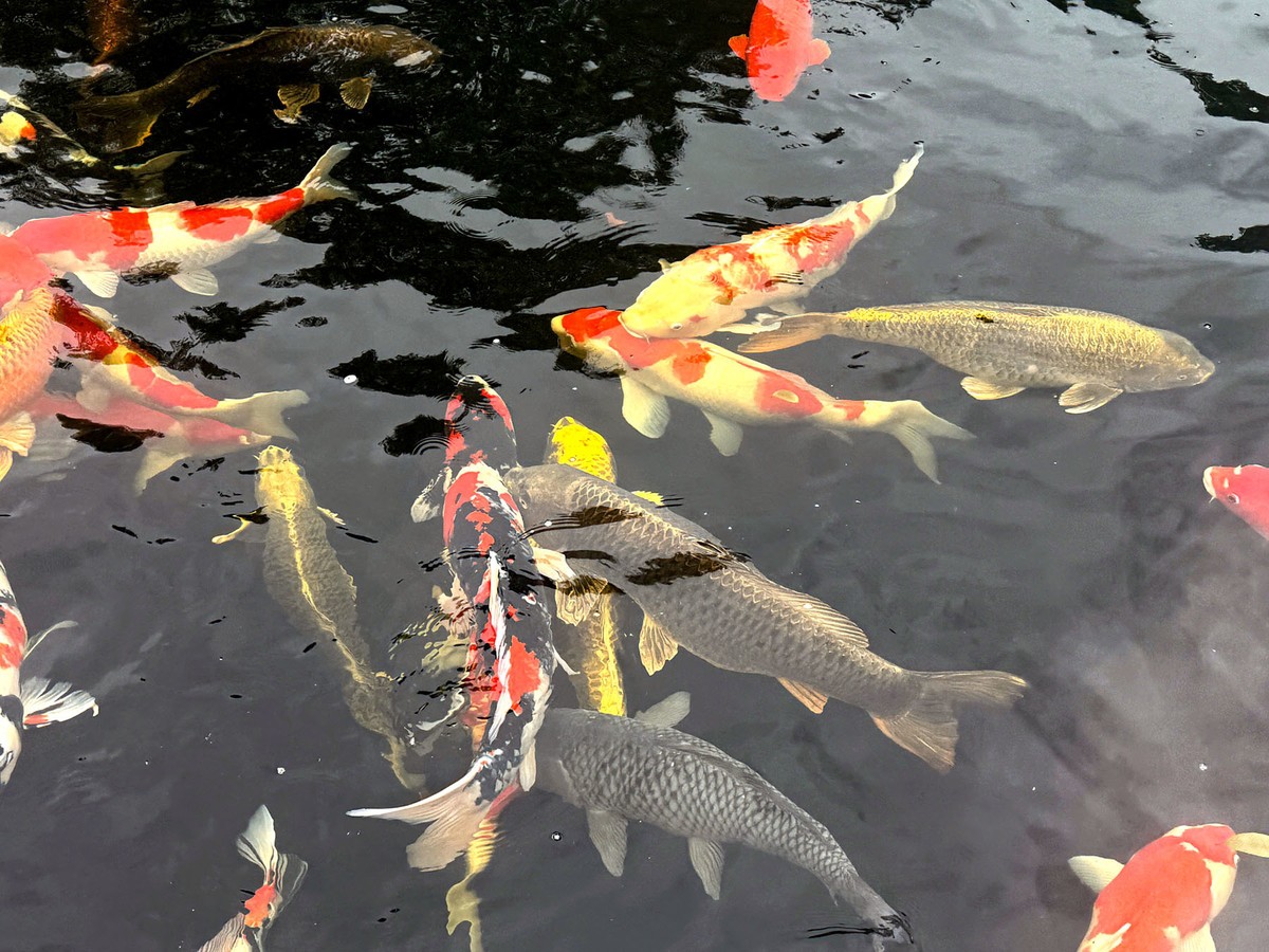 锦鲤
