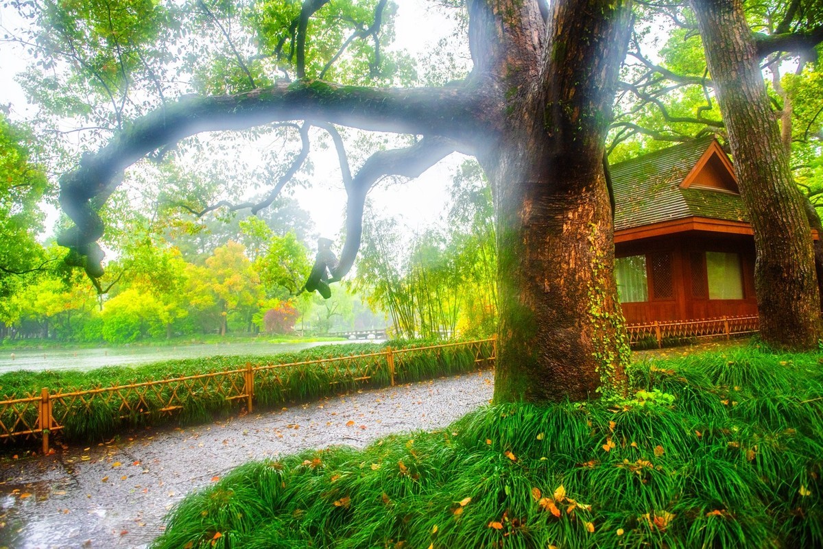 杭州—西湖—曲院风荷