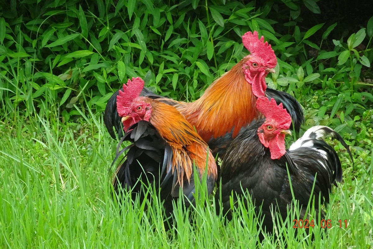 公鸡中的战斗鸡