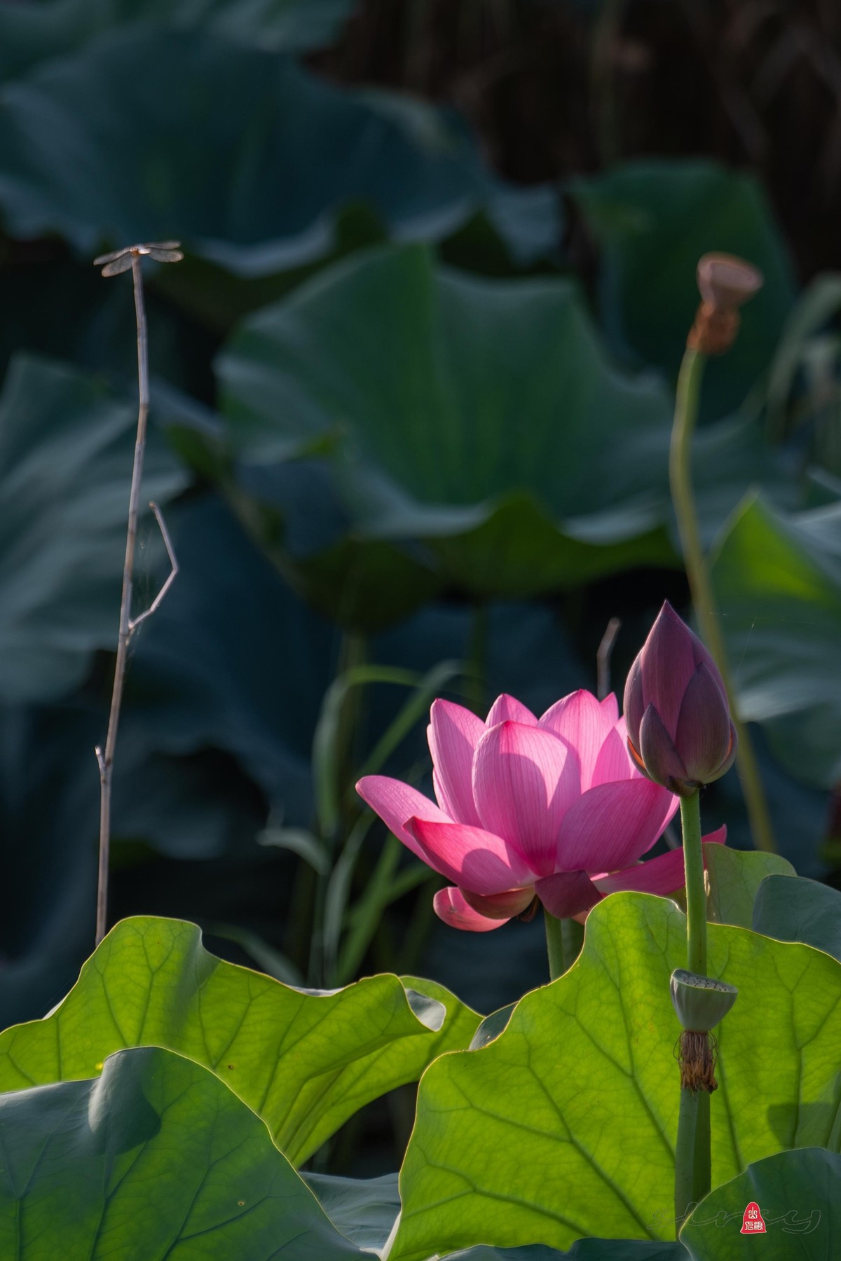 爱莲摄荷花（三）