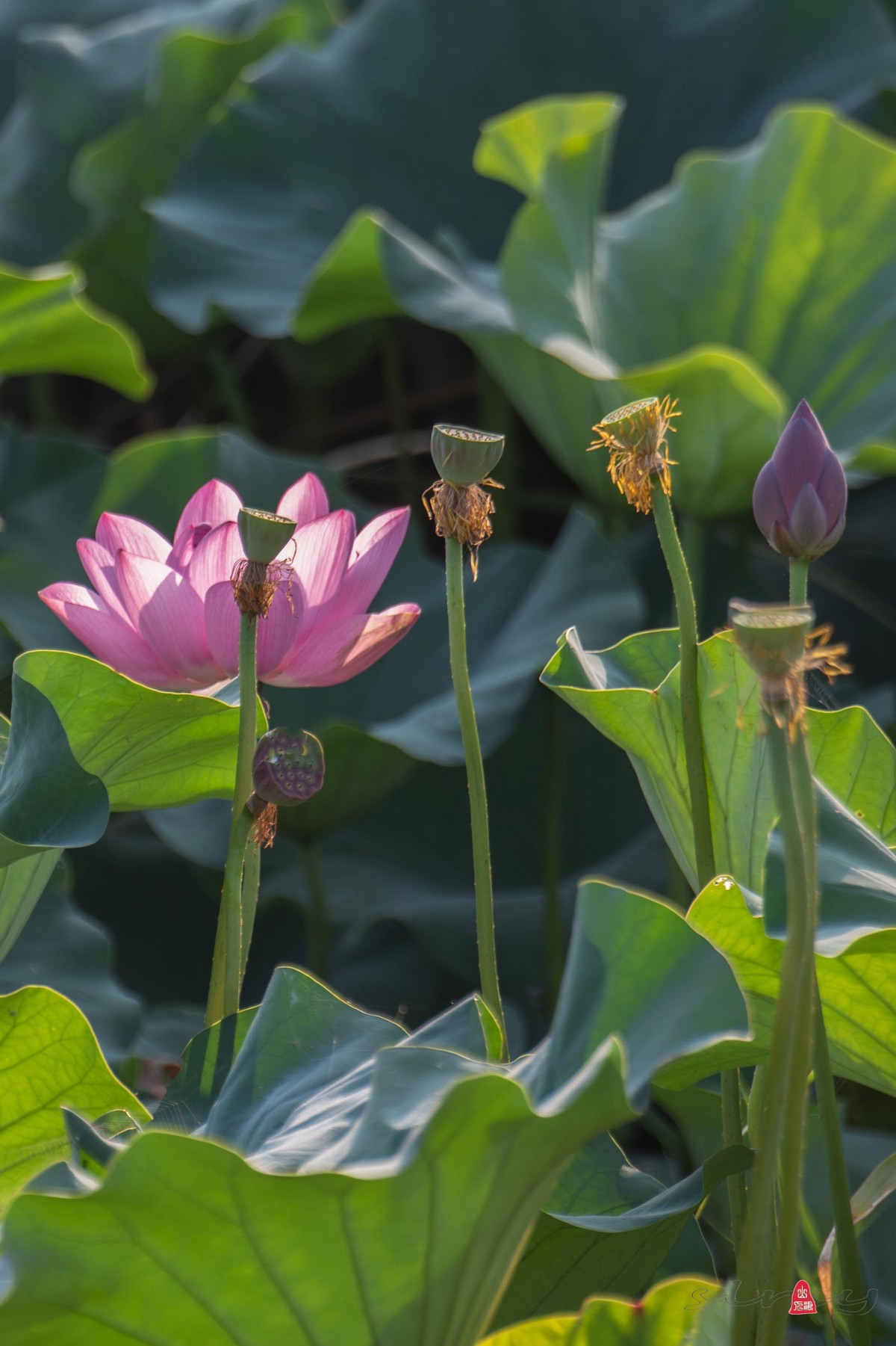 爱莲摄荷花（三）