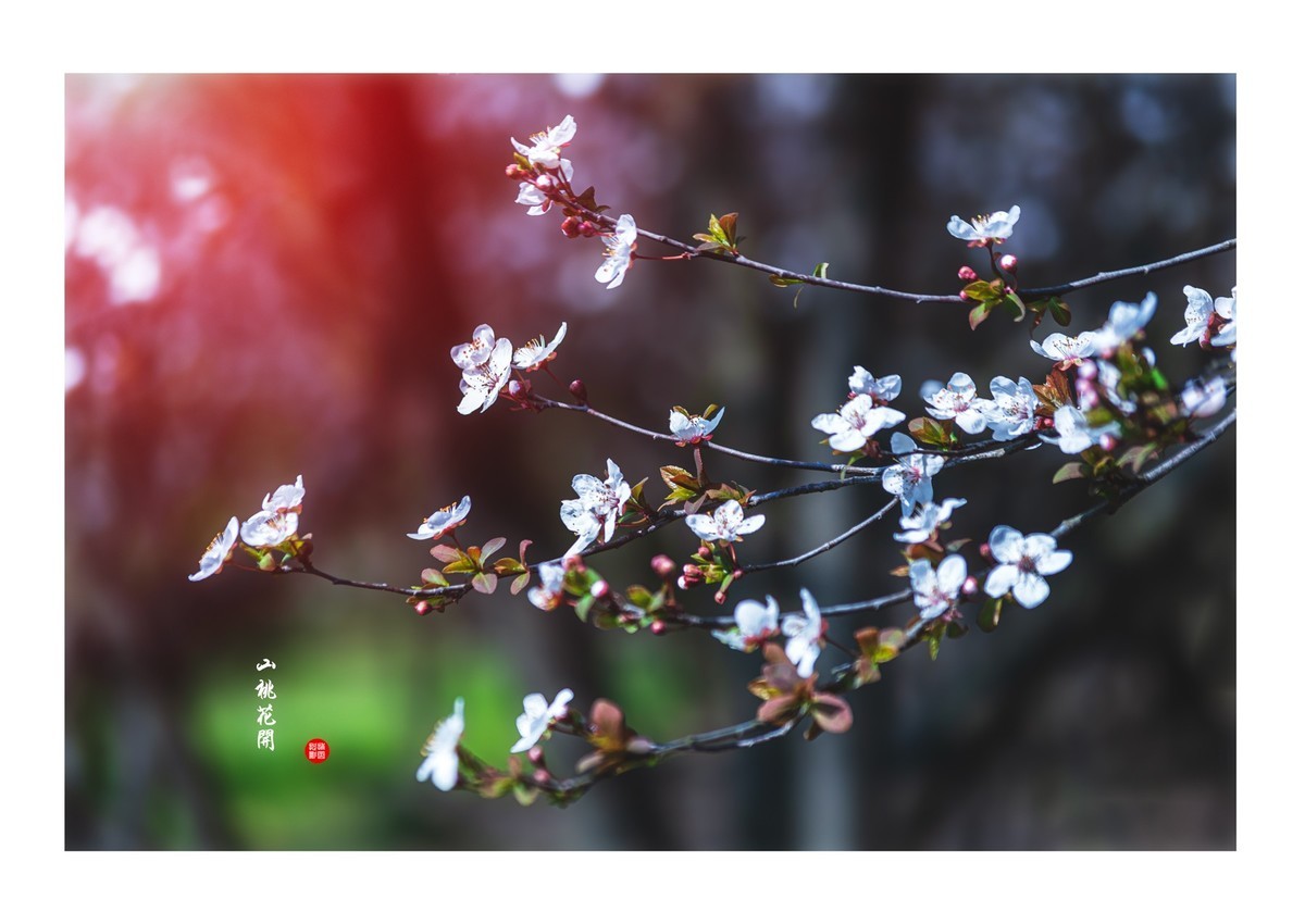 山桃花开