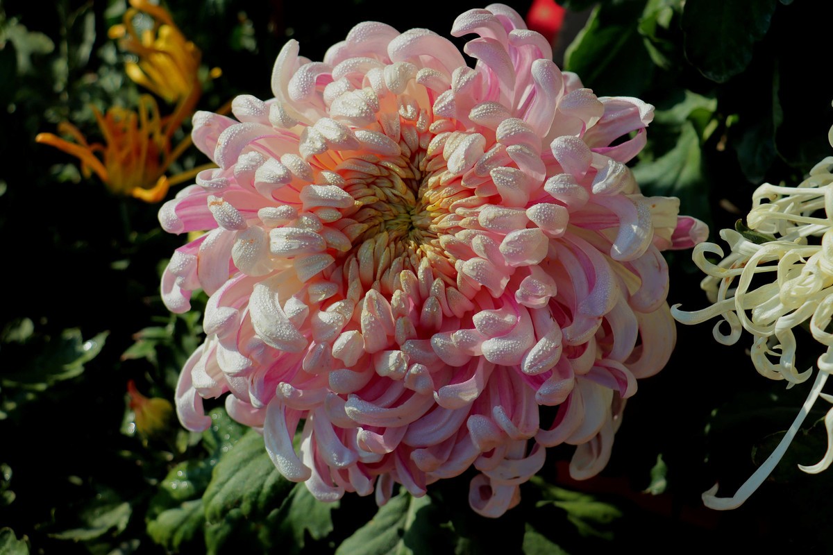 24-271 开封菊展-6