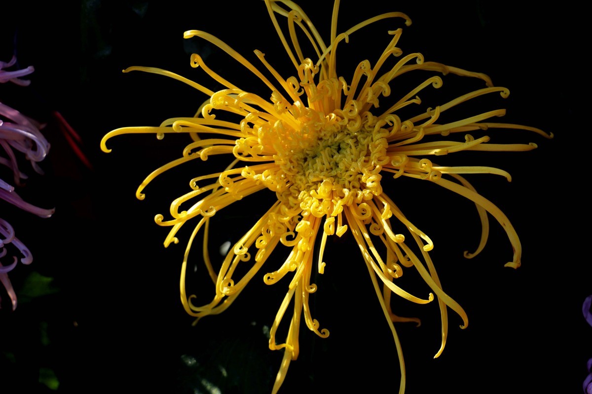 24-271 开封菊展-6