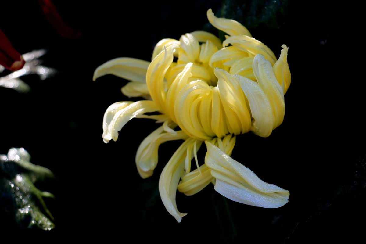 24-271 开封菊展-6