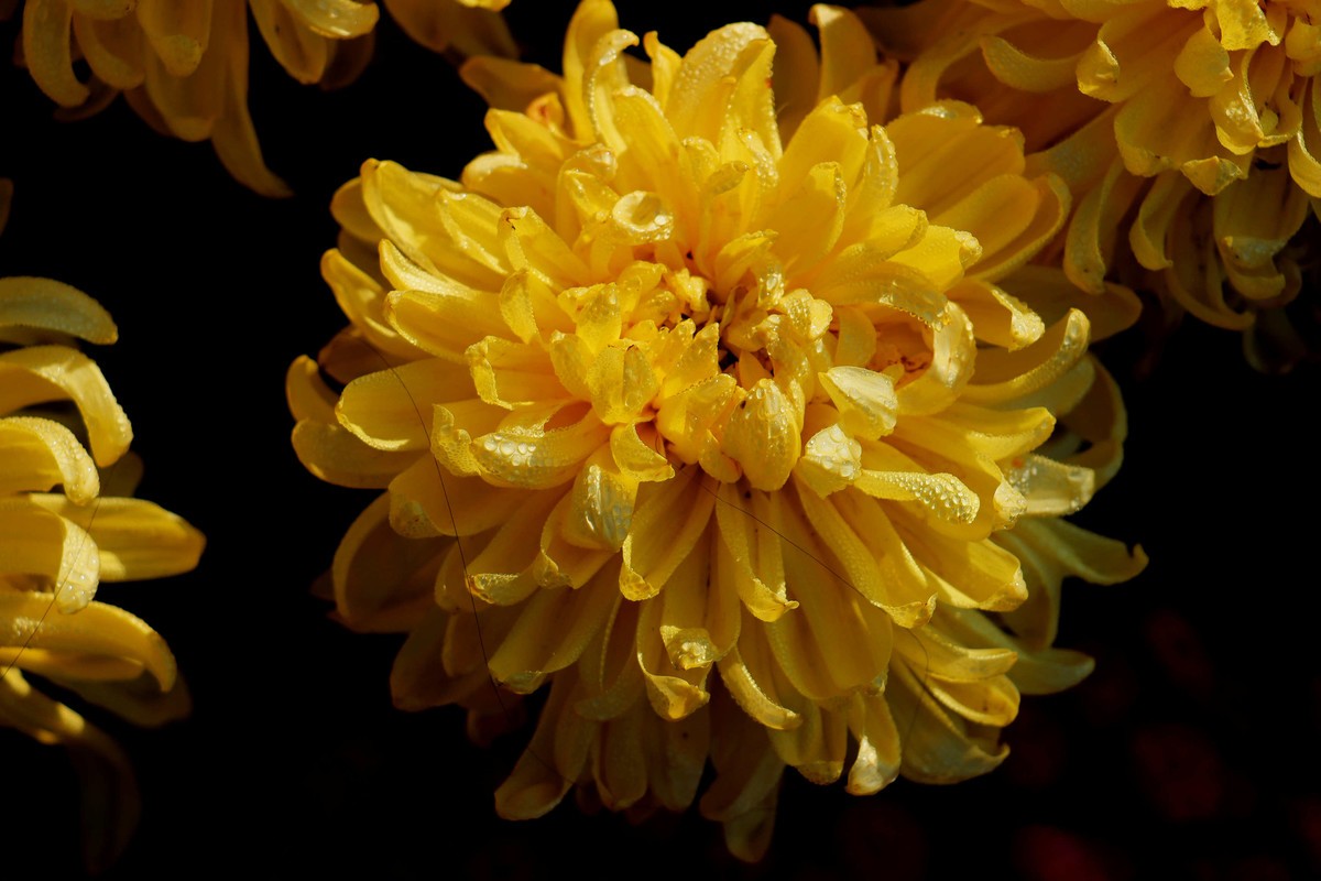 24-271 开封菊展-6