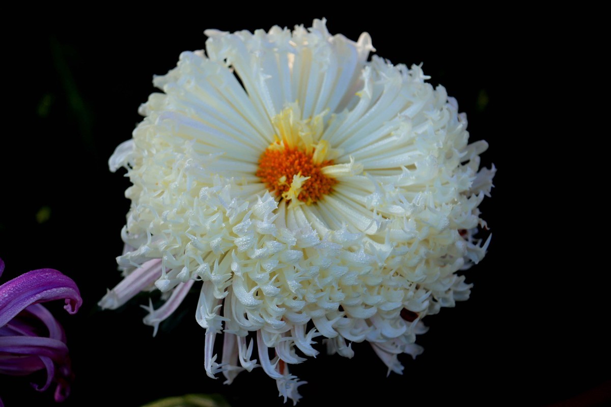 24-271 开封菊展-6