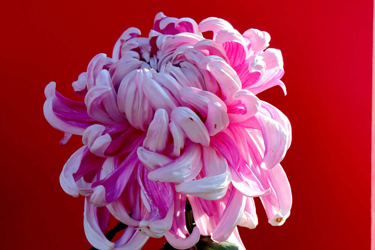 24-271 开封菊展-6