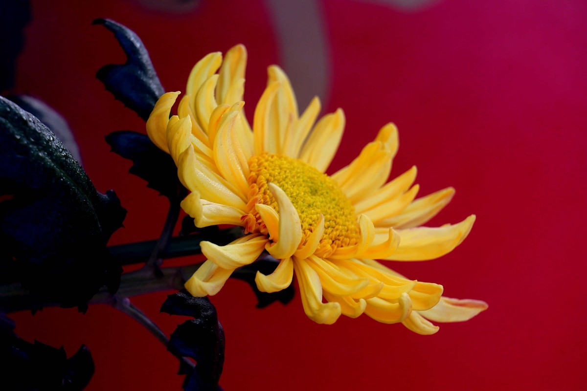 24-271 开封菊展-6