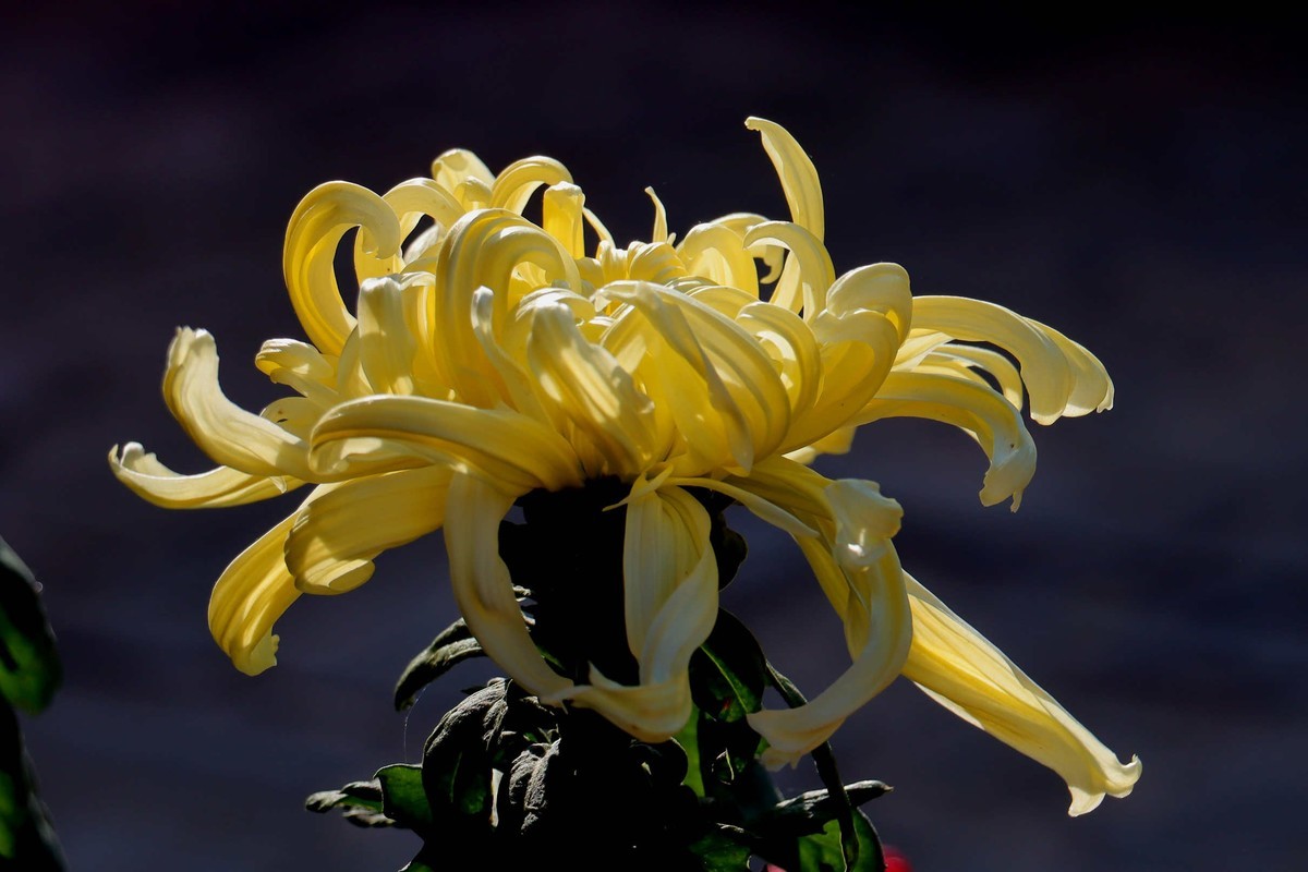 24-271 开封菊展-6