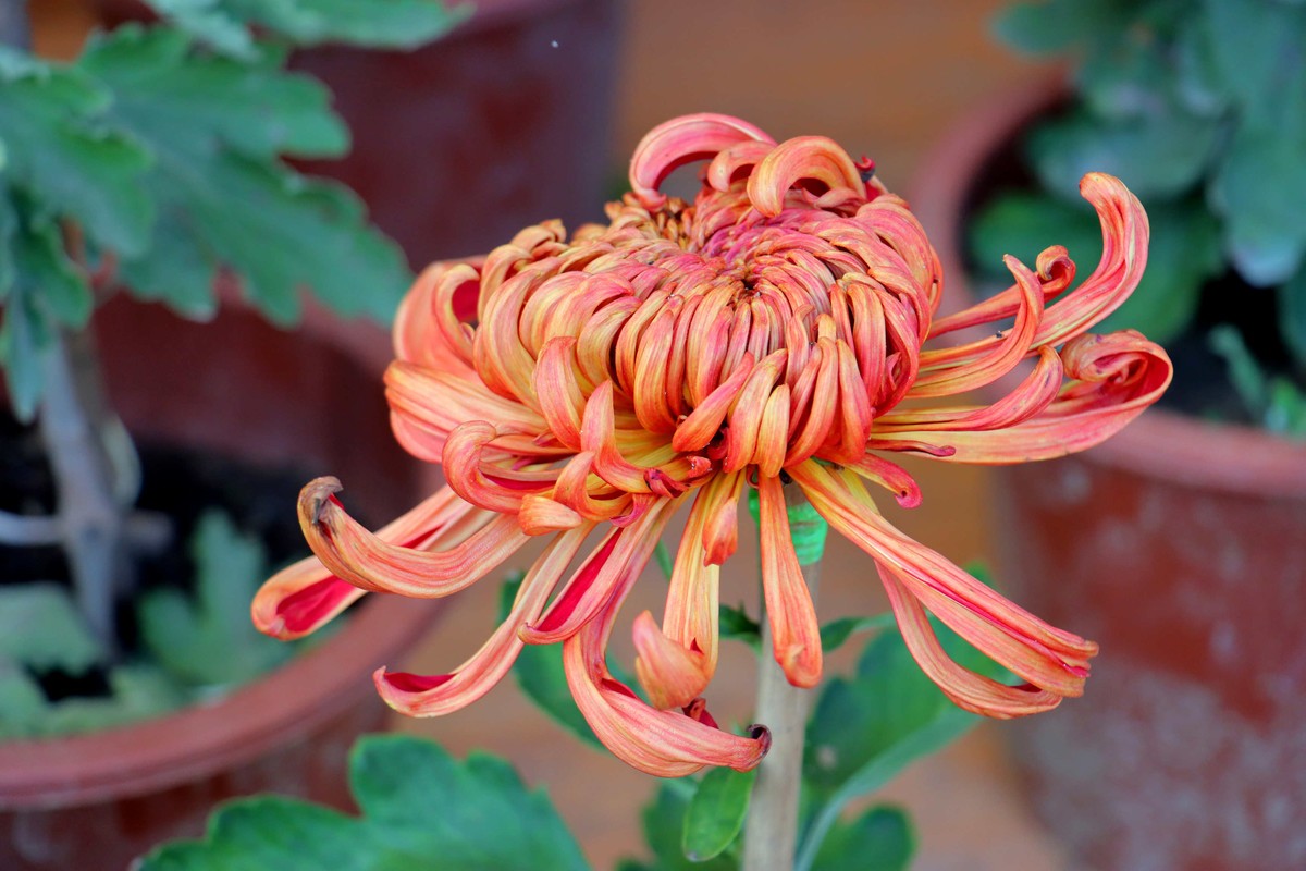 24-271 开封菊展-6