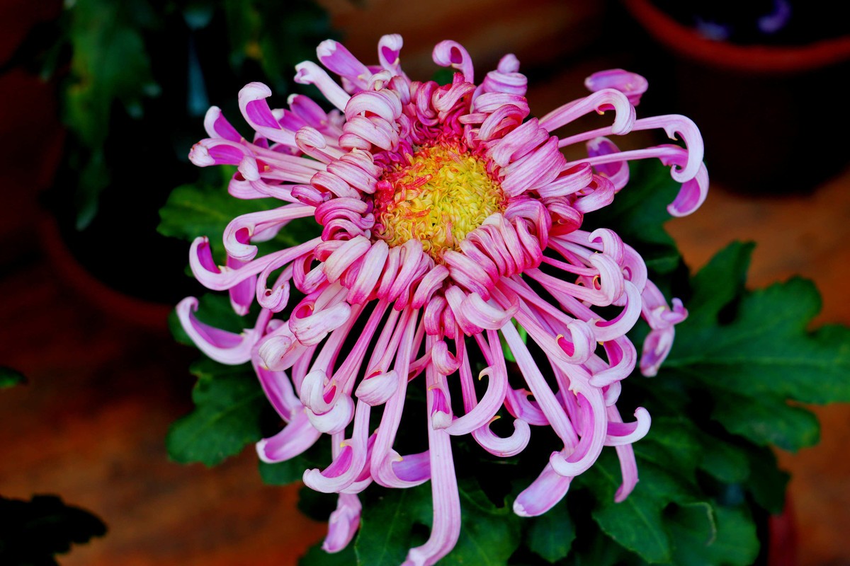 24-271 开封菊展-6