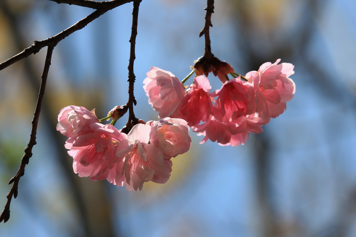 拍摄花卉一（508）