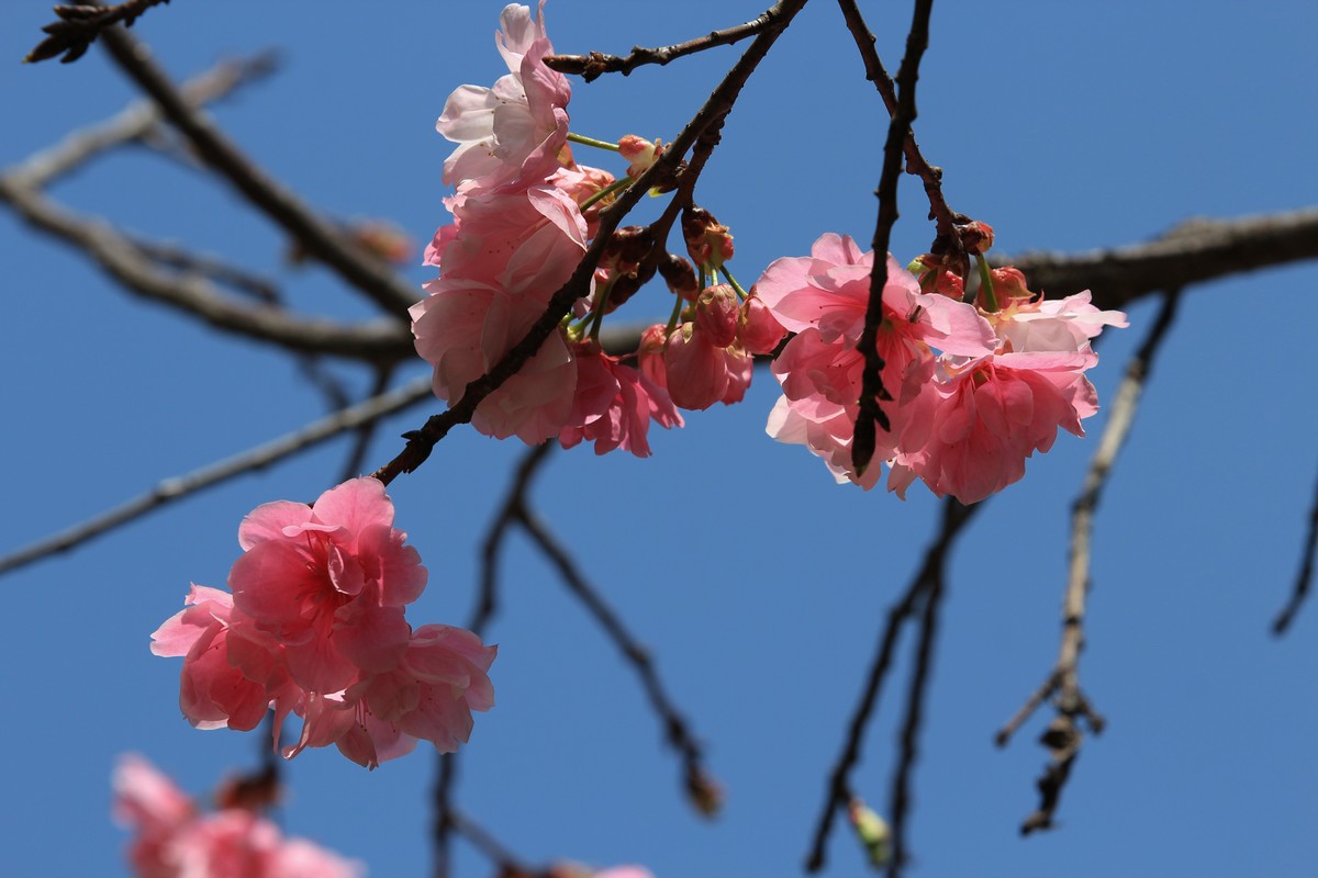 拍摄花卉一（508）