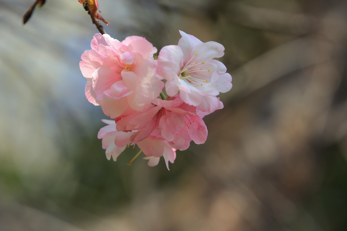 拍摄花卉一（508）