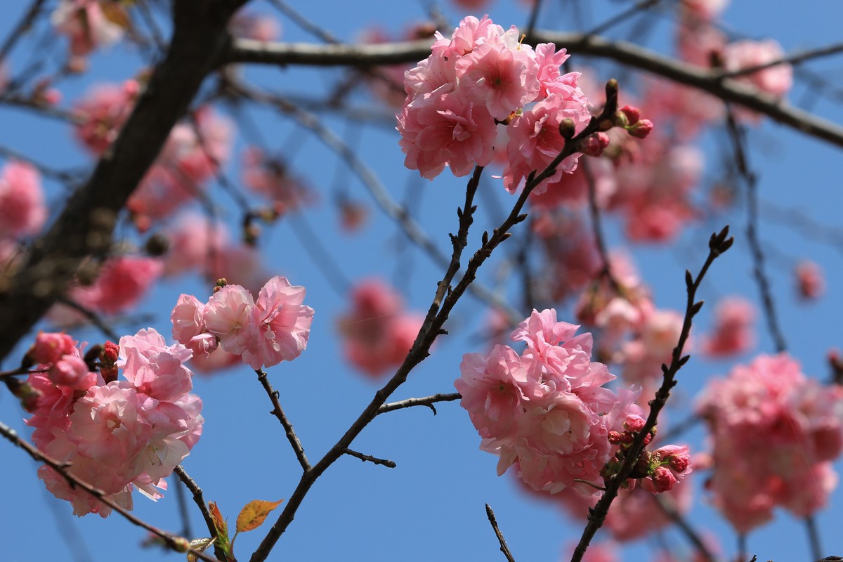 拍摄花卉一（508）