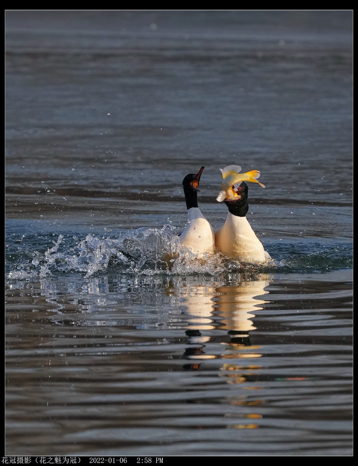 感谢猫猫帮助恢复发帖权，几年来第一次发帖。