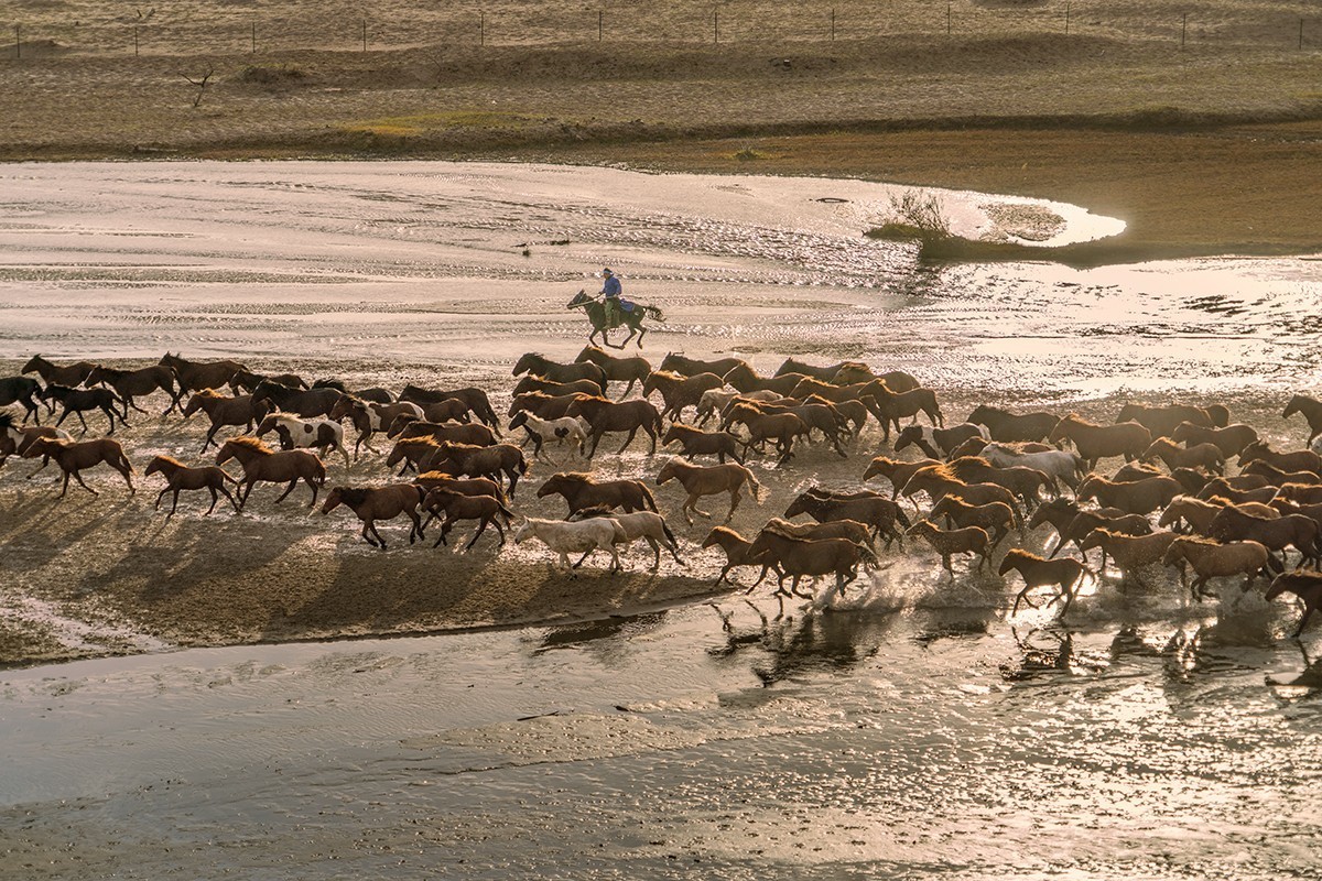 坝上行---天太永村拍牛、拍马、拍羊（2020年）-中关村在线摄影论坛