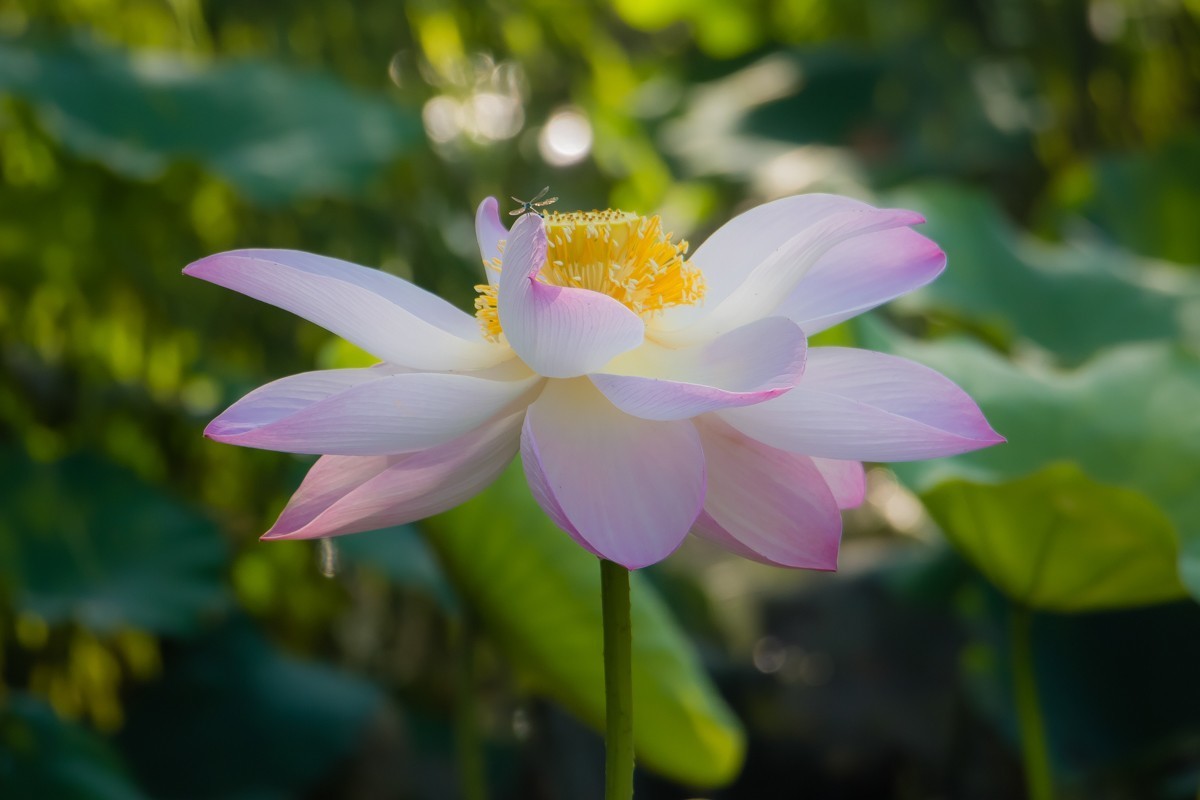 【镜头里】第1332号：荷开半夏别样美（七）