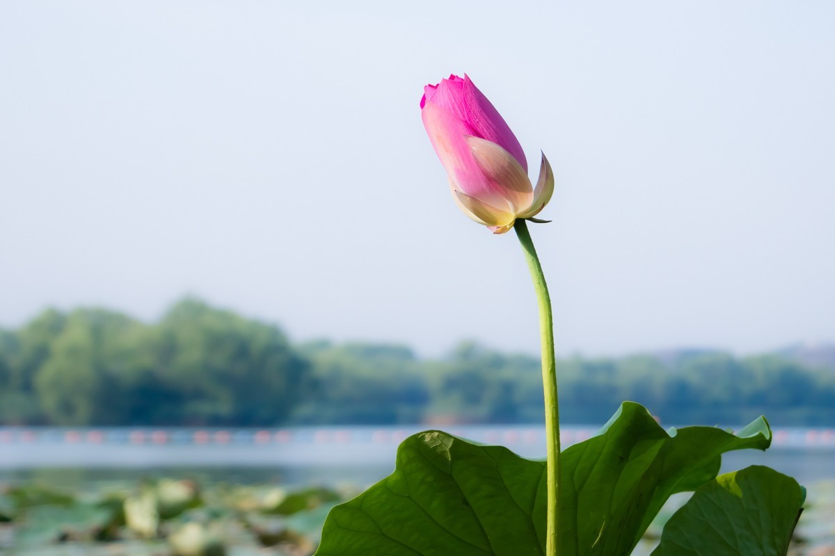 【镜头里】第1332号：荷开半夏别样美（七）