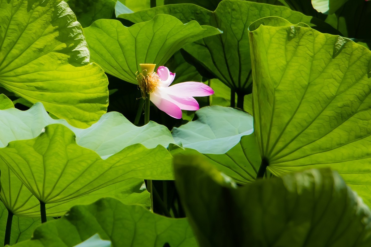 【镜头里】第1332号：荷开半夏别样美（七）