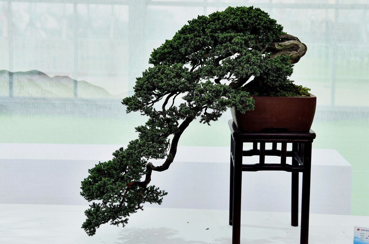 盆 景