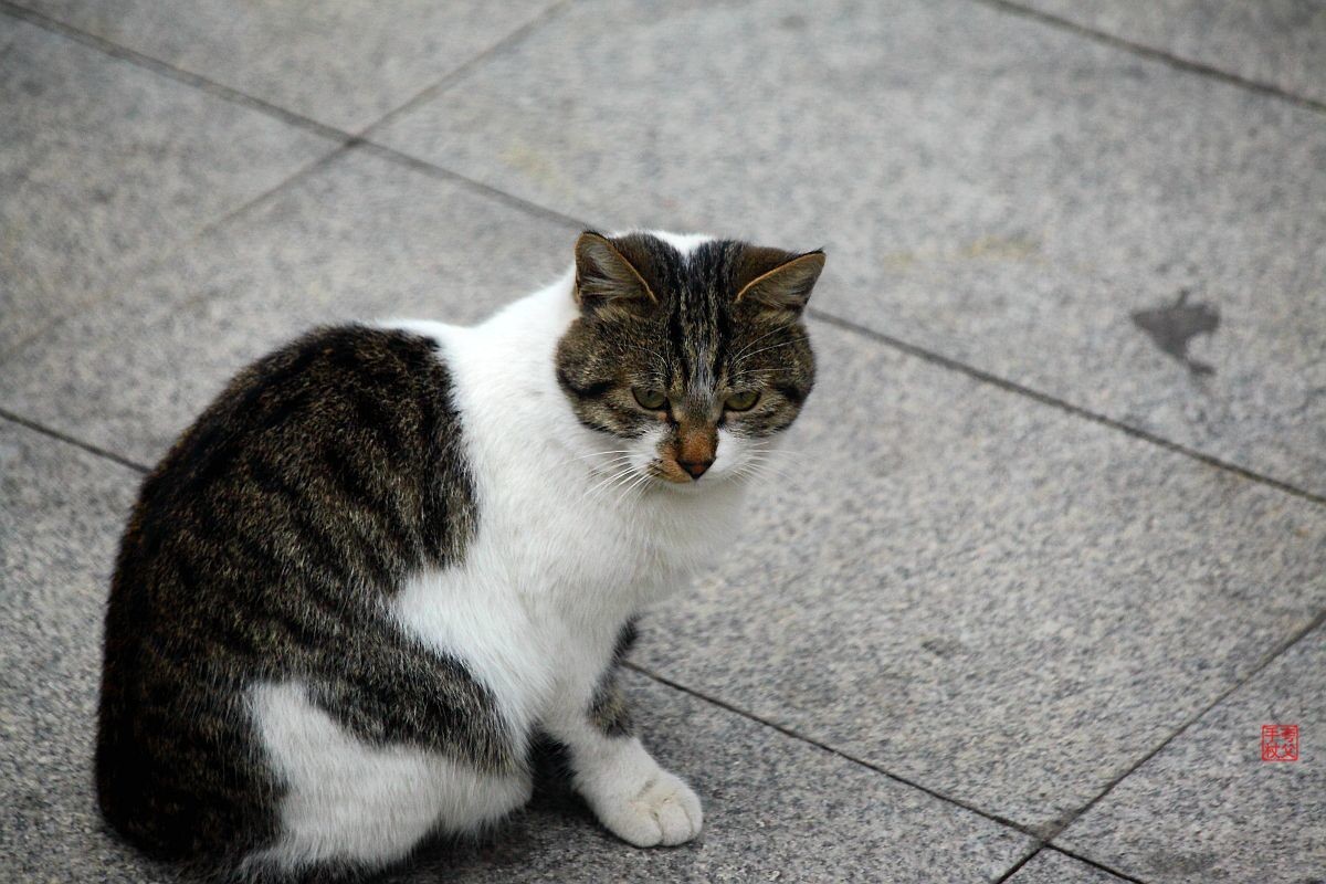 两只嬉戏的流浪猫