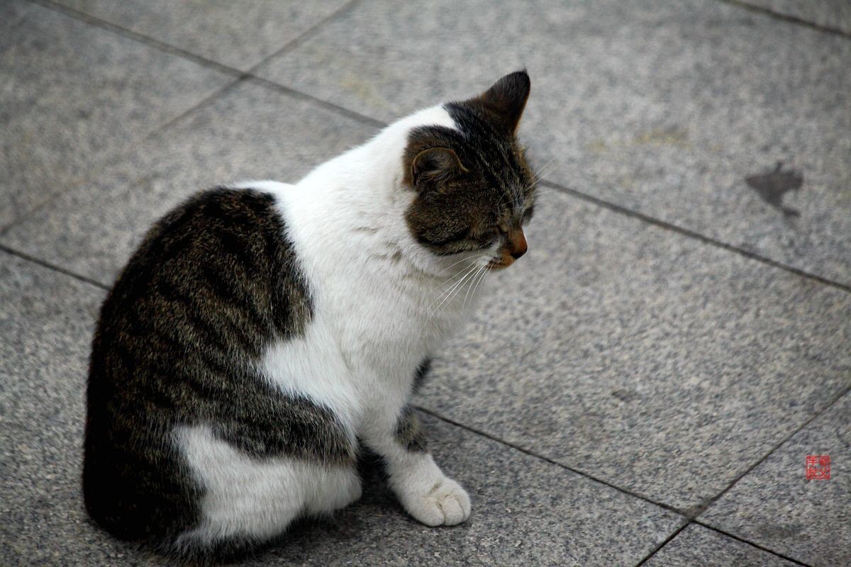 两只嬉戏的流浪猫