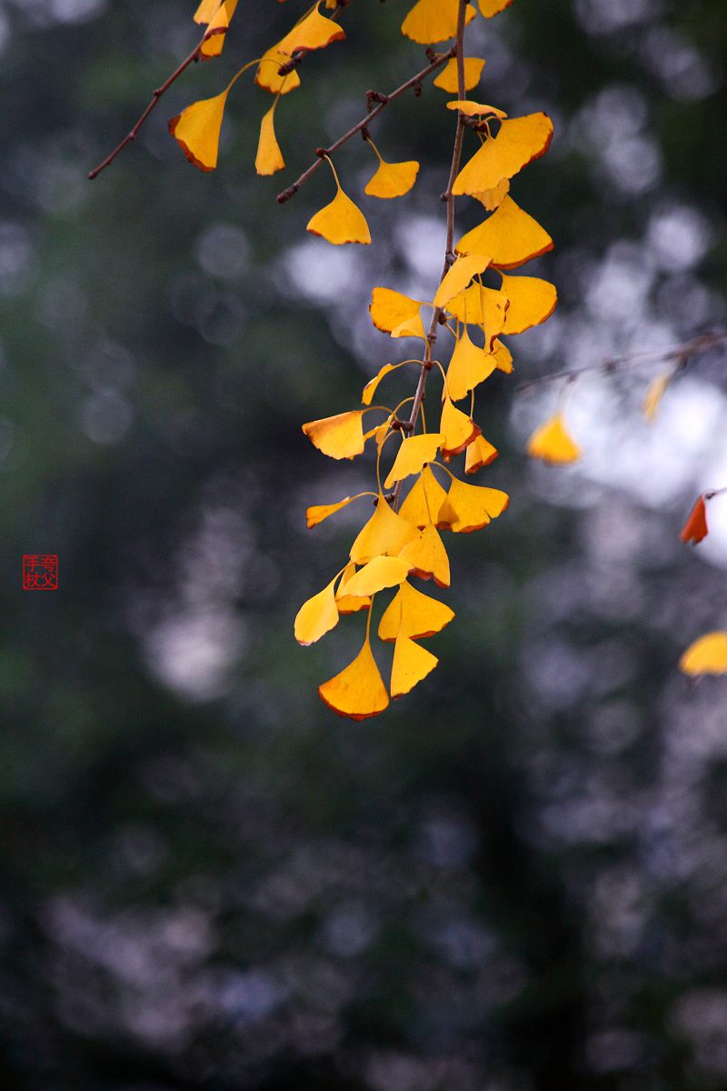 两只嬉戏的流浪猫