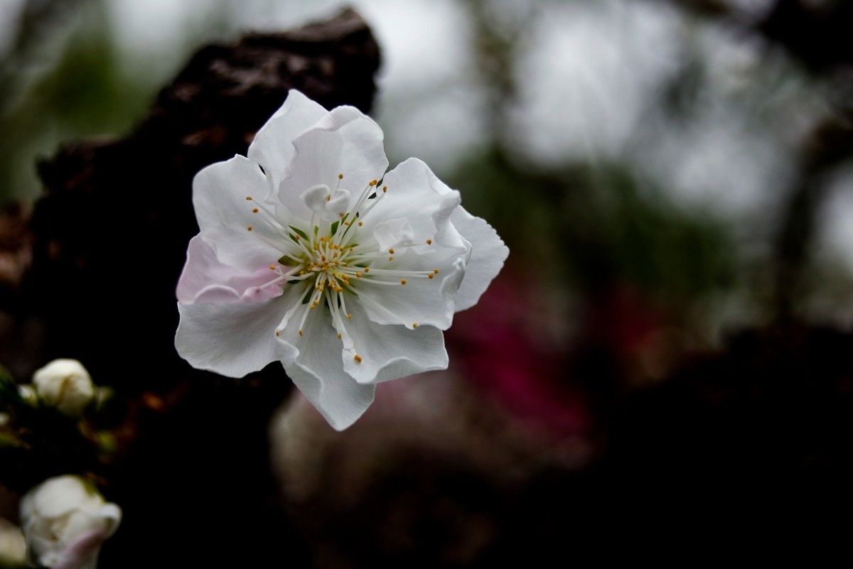 在那桃花盛开的地方（二）