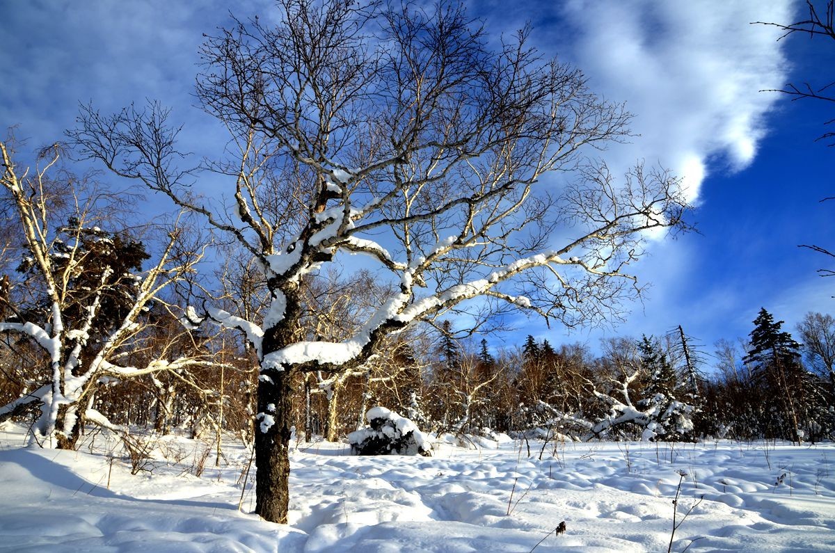 亚布力——二浪河雪乡游拍（6）
