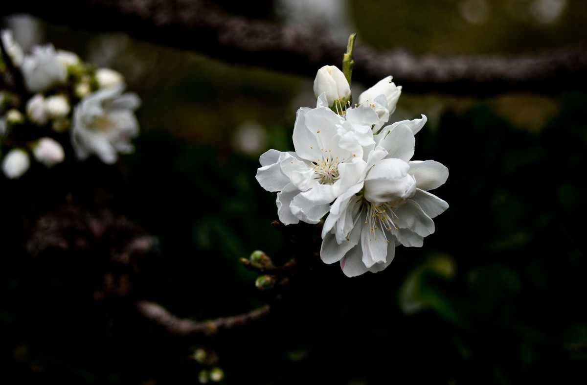 在那桃花盛开的地方（二）