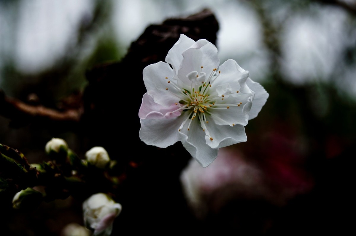 在那桃花盛开的地方（二）