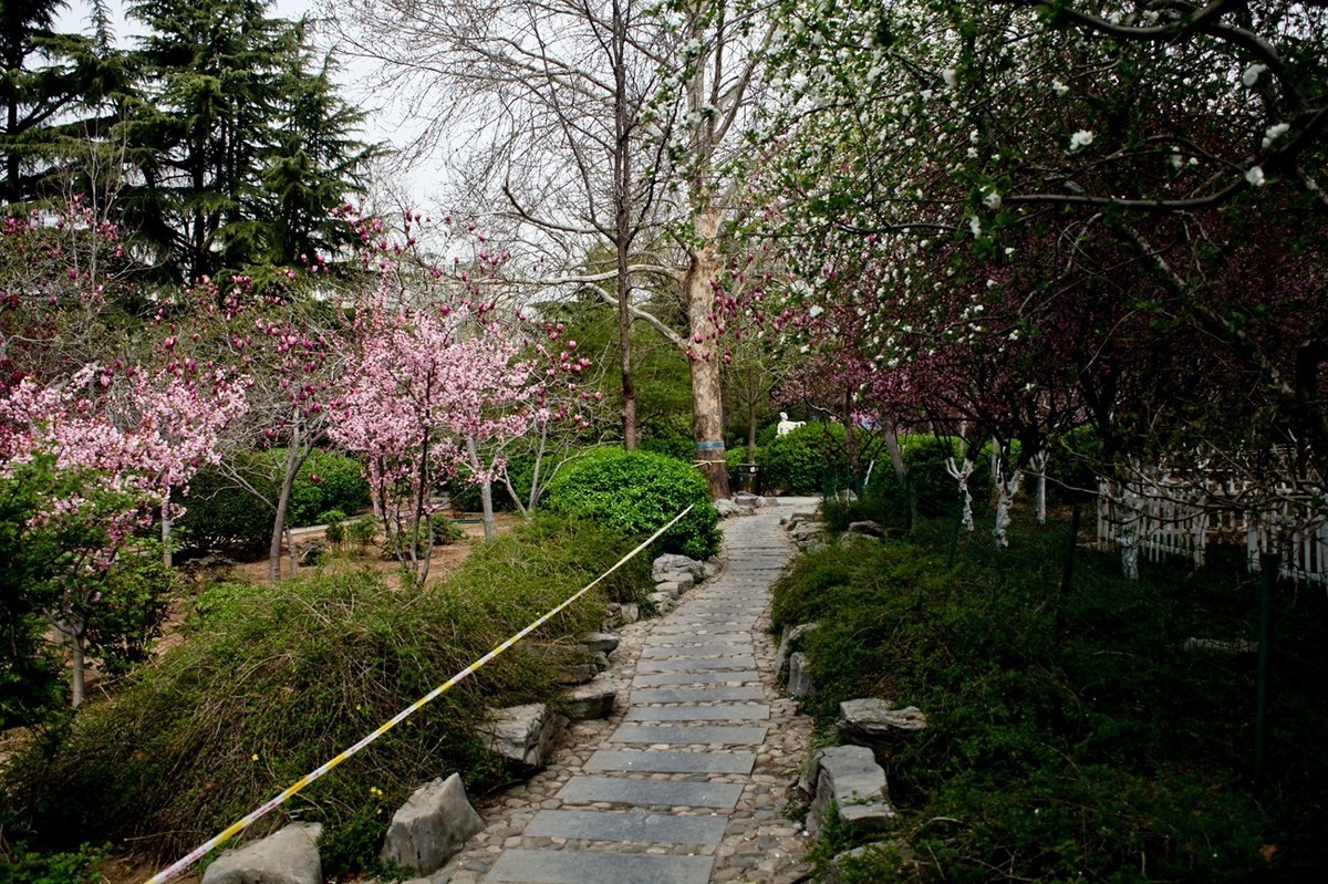 在那桃花盛开的地方（二）