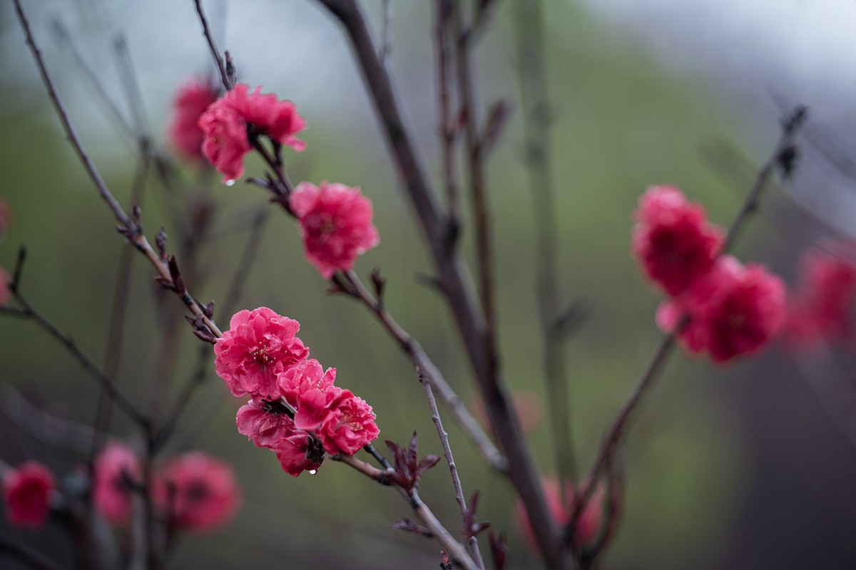 红灿灿，粉艳艳。