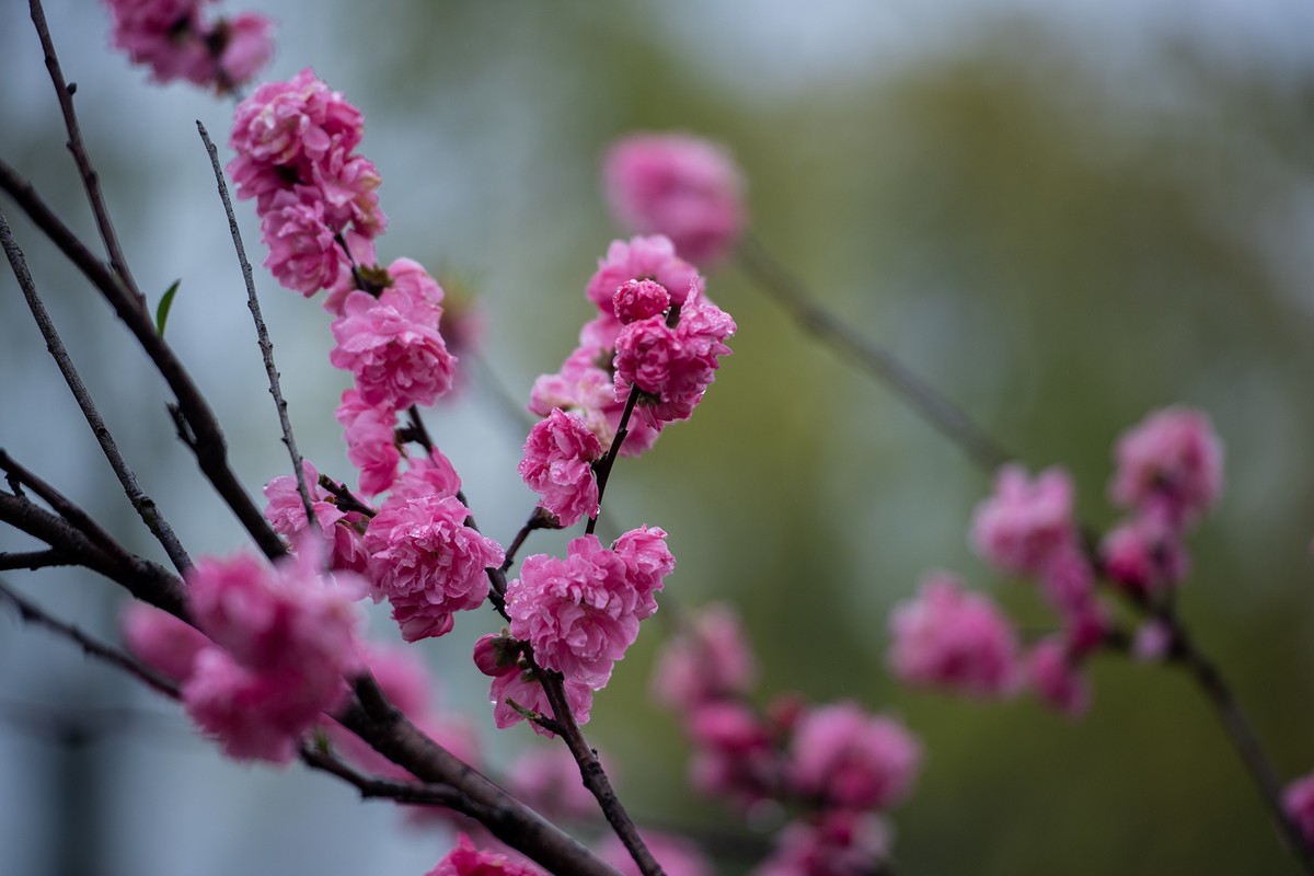 红灿灿，粉艳艳。