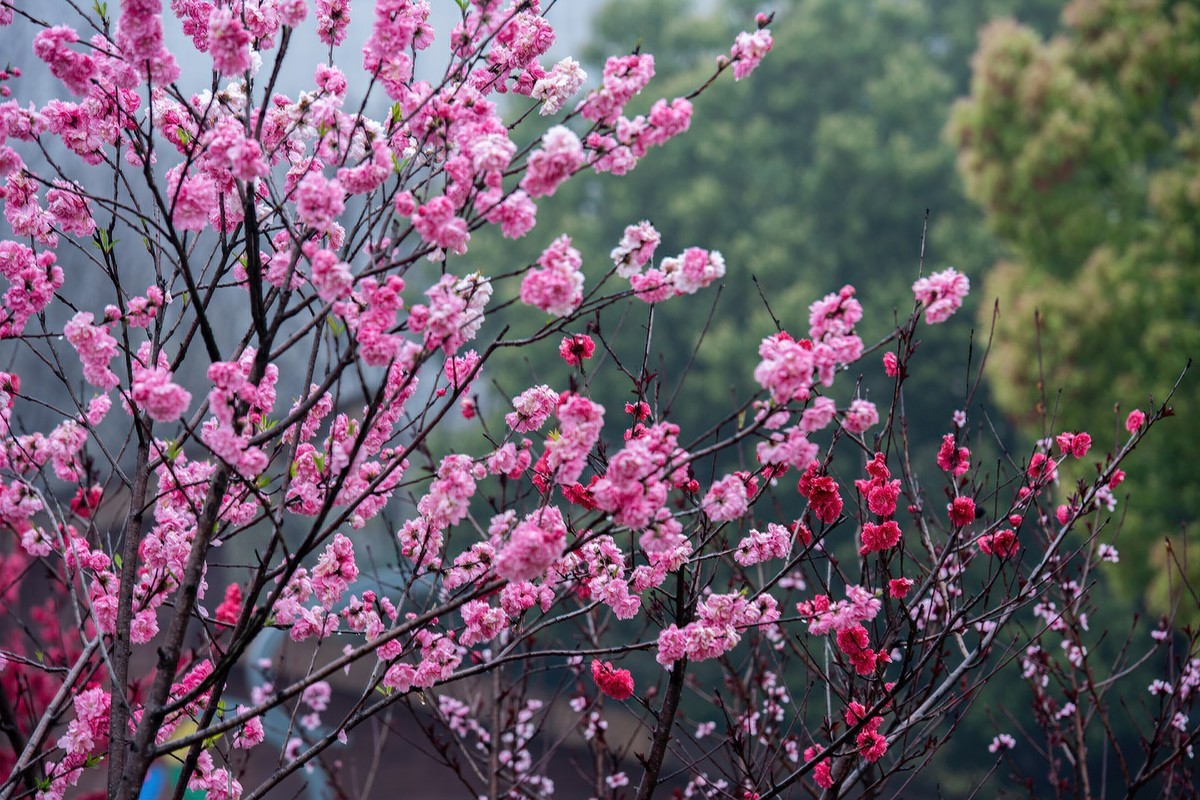 红灿灿，粉艳艳。