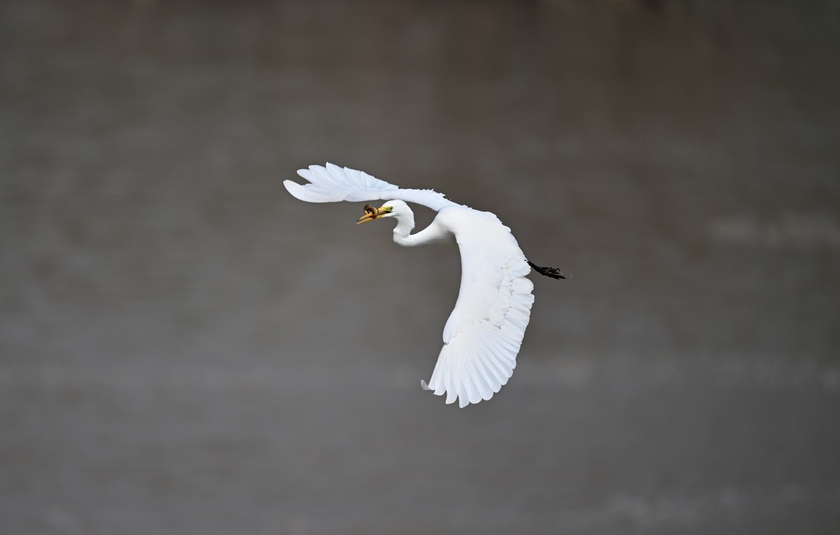 口中含泥鳅的白鹭