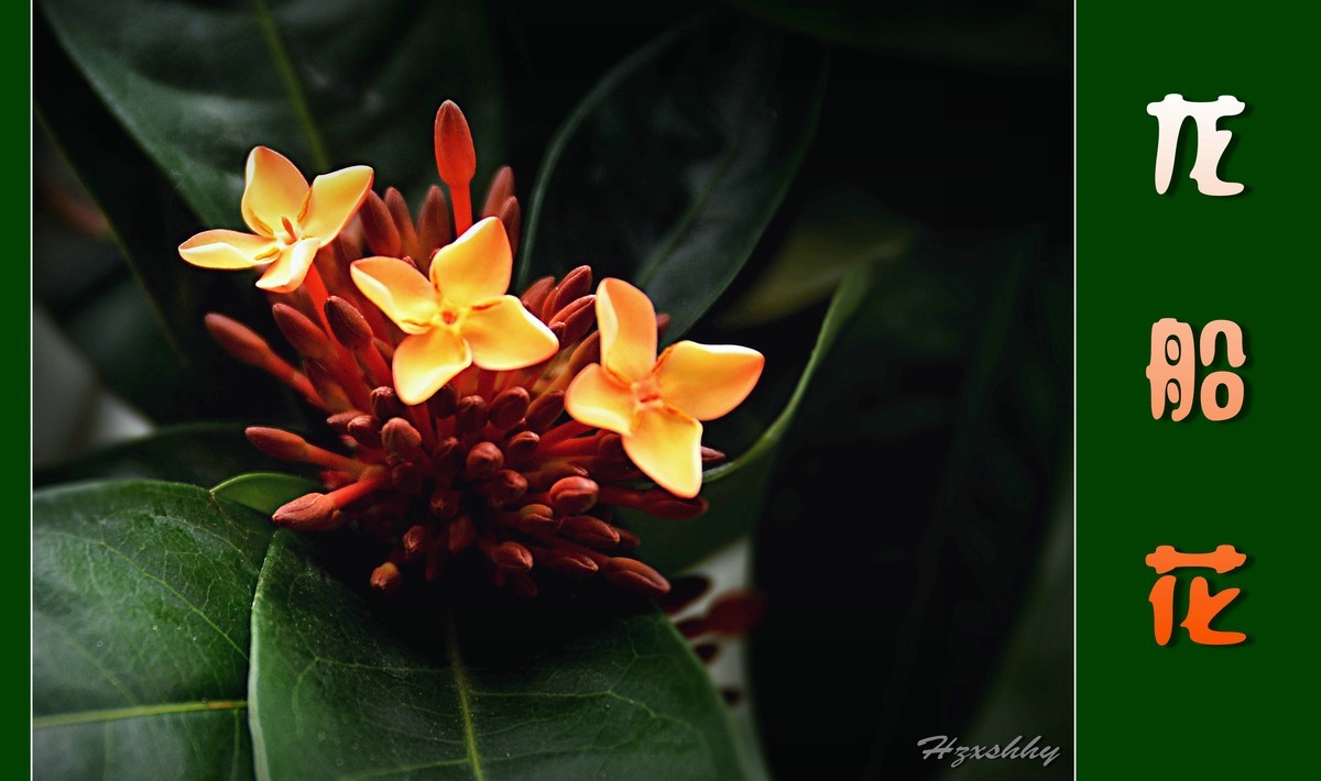 龙船花（2024217）