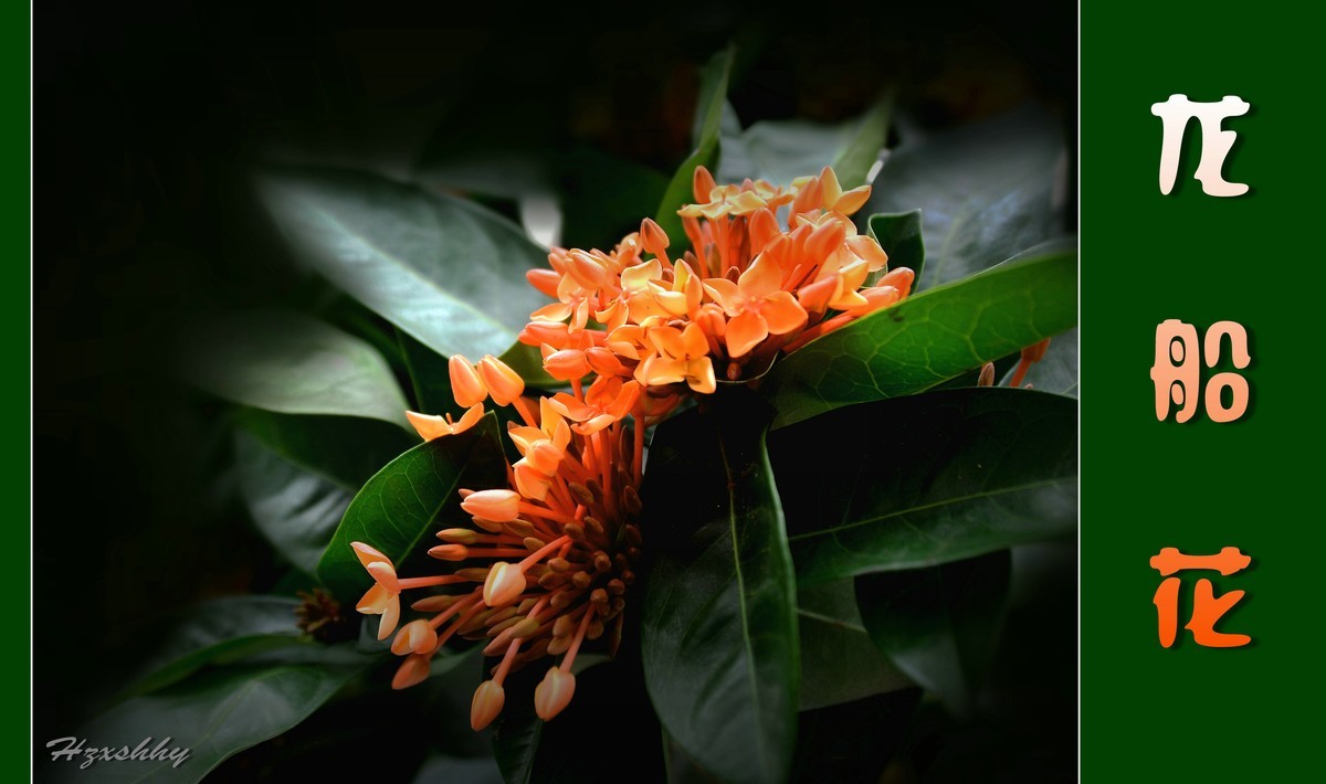 龙船花（2024217）